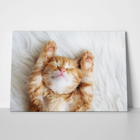 Πινακας σε καμβά SLEEPING CAT - Γατες