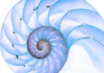 Πινακας σε καμβά BLUE SHELL MACRO PHOTOGRAPH