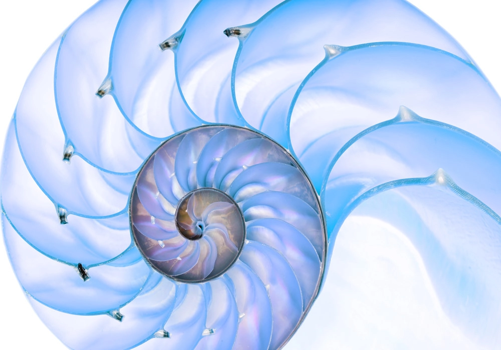 Πινακας σε καμβά BLUE SHELL MACRO PHOTOGRAPH