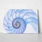 Πινακας σε καμβά BLUE SHELL MACRO PHOTOGRAPH