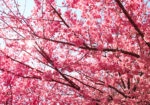 Πινακας σε καμβά PINK BLOSSOM