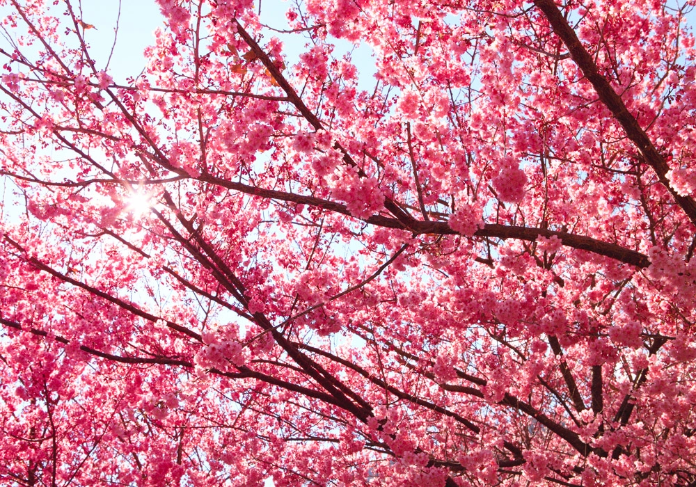 Πινακας σε καμβά PINK BLOSSOM