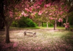 Πινακας σε καμβά TRANQUIL PARK 1