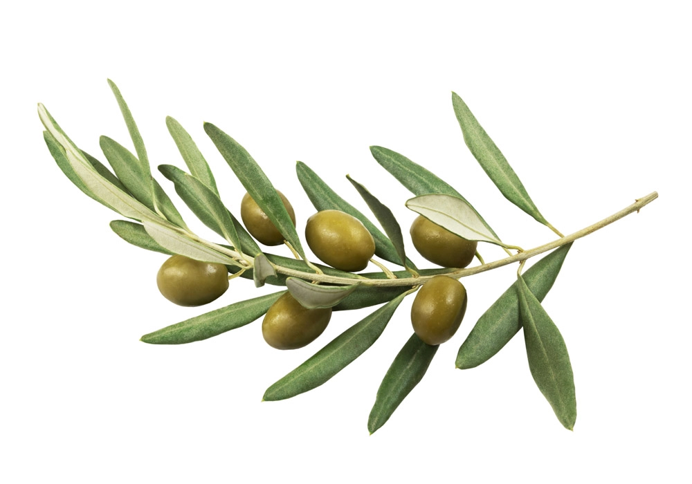Πινακας σε καμβά OLIVE BRANCH