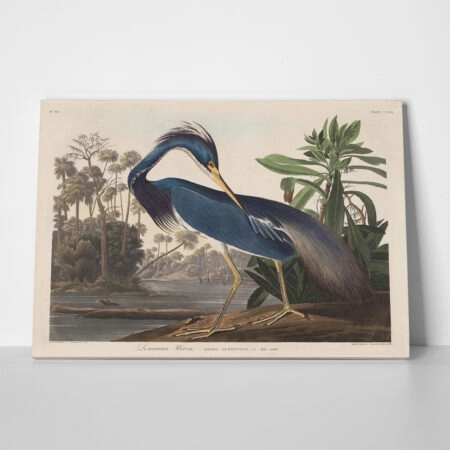 Πινακας σε καμβά AUDUBON - LOUISIANA HERON - Αλλοι ζωγραφοι Sticky 1