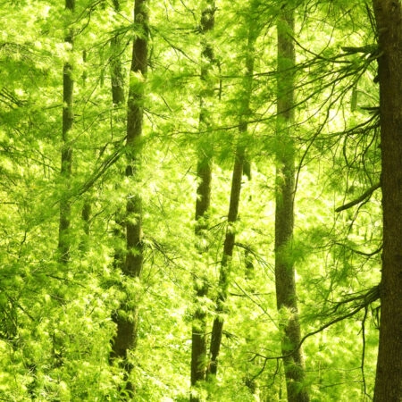 Πινακας σε καμβά GREEN FOREST - Δασος Sticky 4