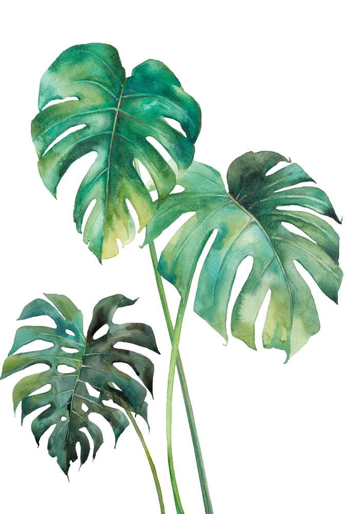 Πινακας σε καμβά MONSTERA LEAVES