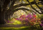 Πινακας σε καμβά MOSS AZALEA
