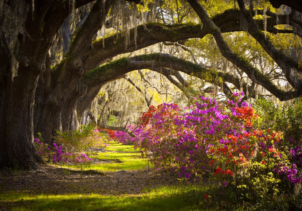 Πινακας σε καμβά MOSS AZALEA
