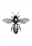 Πόστερ BEE EGRAVING