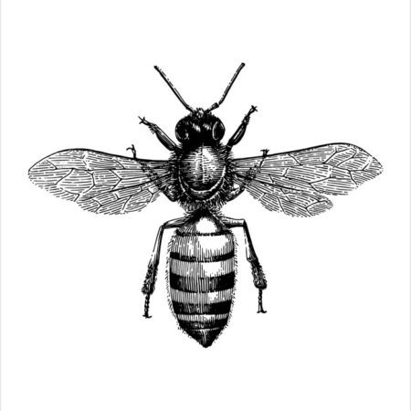 Πόστερ BEE EGRAVING - Ζωα Sticky 2