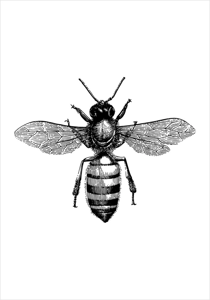 Πόστερ BEE EGRAVING