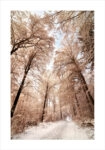 Πόστερ BEIGE WINTER FOREST