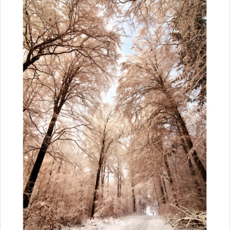 Πόστερ BEIGE WINTER FOREST - Τοπια - Φυση Sticky 2