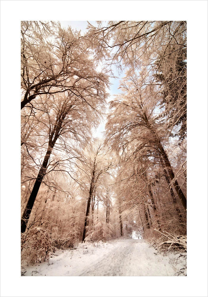 Πόστερ BEIGE WINTER FOREST
