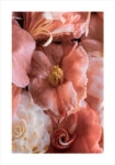 Πόστερ CAMELLIA BLOSSOM