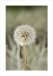Πόστερ DANDELION