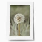 Πόστερ DANDELION