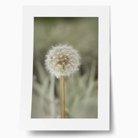 Πόστερ DANDELION - Τοπια - Φυση Sticky 1