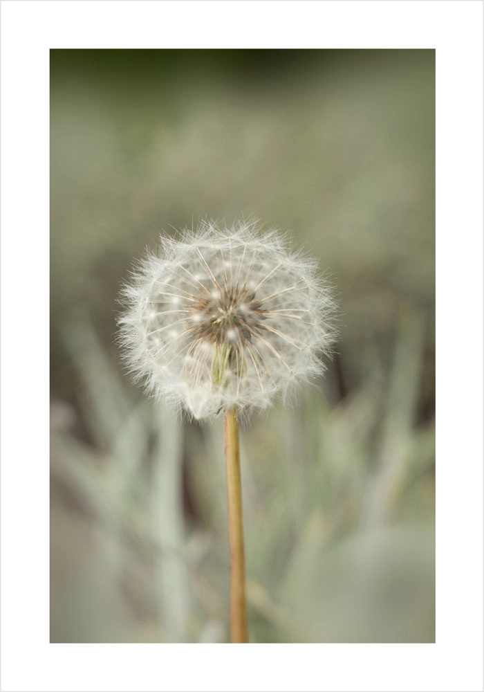 Πόστερ DANDELION