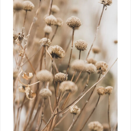 Πόστερ DRIED FLOWERS IN WINTER - Τοπια - Φυση Sticky 2