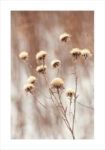 Πόστερ DRY PLANTS