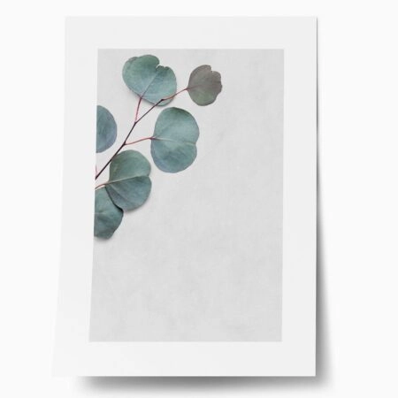 Πόστερ EUCALYPTUS LEAVES - Botanical - Λουλούδια Sticky 1