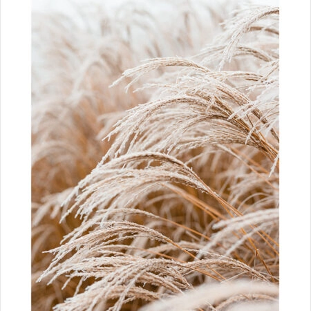 Πόστερ FROSTED GRASS - Τοπια - Φυση Sticky 2
