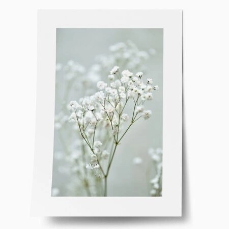 Πόστερ GYPSOPHILA - Botanical - Λουλούδια Sticky 1