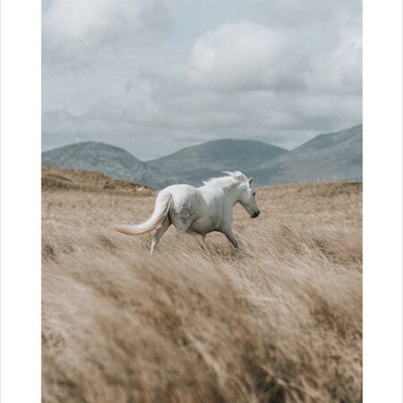Πόστερ HORSE ON FIELD - Τοπια - Φυση Sticky 2