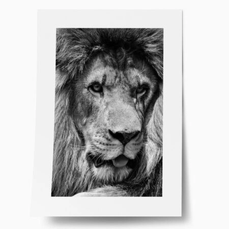 Πόστερ LION CLOSE UP BW - Ζωα Sticky 1