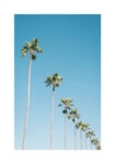 Πόστερ PALM TREES IN BLUE SKY
