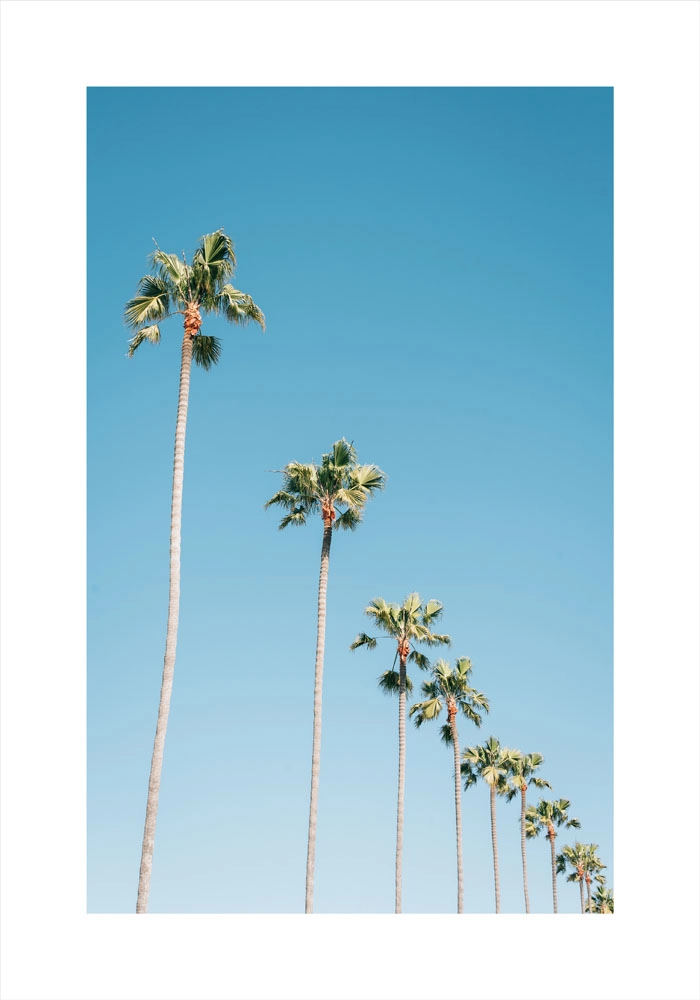 Πόστερ PALM TREES IN BLUE SKY
