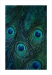 Πόστερ PEACOCK FEATHERS