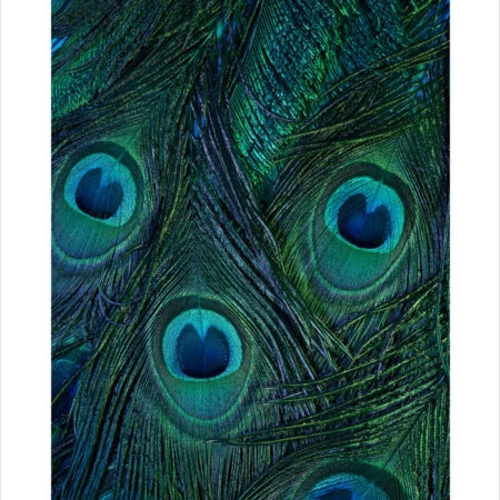 Πόστερ PEACOCK FEATHERS - Ζωα Sticky 2