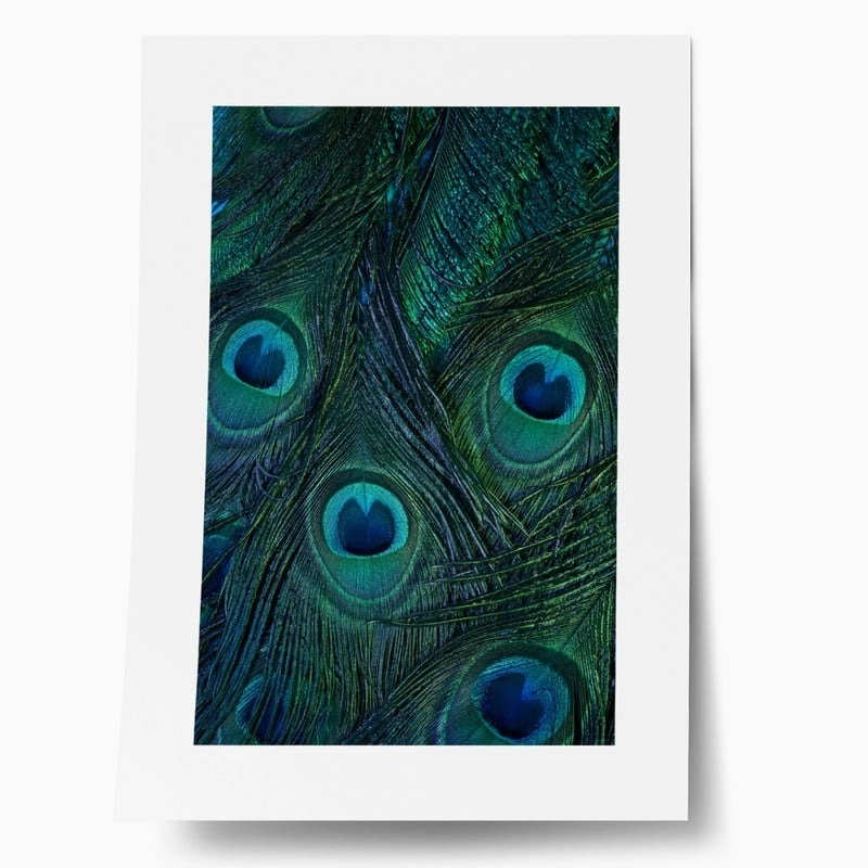 Πόστερ PEACOCK FEATHERS