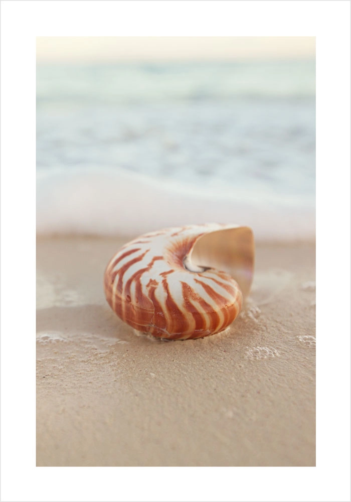 Πόστερ SEA SHELL ON SAND