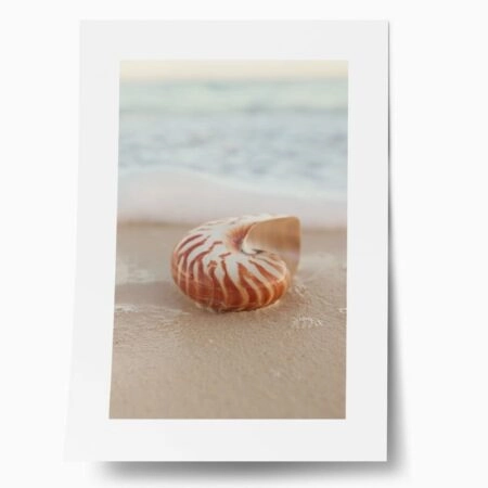 Πόστερ SEA SHELL ON SAND - Ζωα Sticky 1
