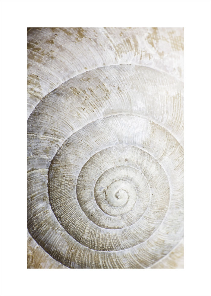 Πόστερ SHELL MACRO