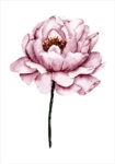Πόστερ WATERCOLOR PEONY