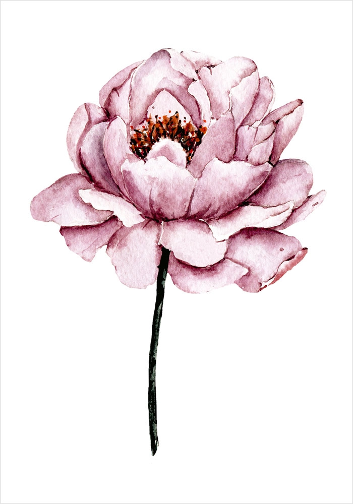 Πόστερ WATERCOLOR PEONY