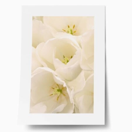 Πόστερ WHITE TULIP FLOWERS - Botanical - Λουλούδια Sticky 1