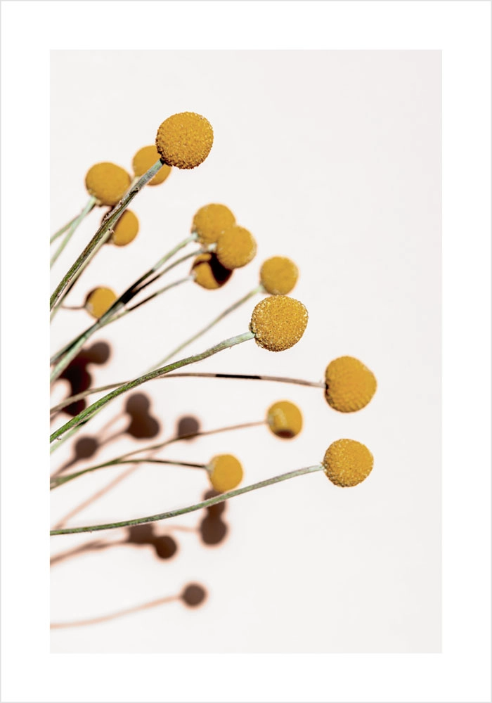 Πόστερ YELLOW DRY FLOWERS