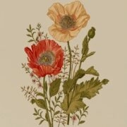 botanical-posters