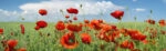 Πίνακας Πανοραμικός σε καμβά POPPIES AND CLOUDS