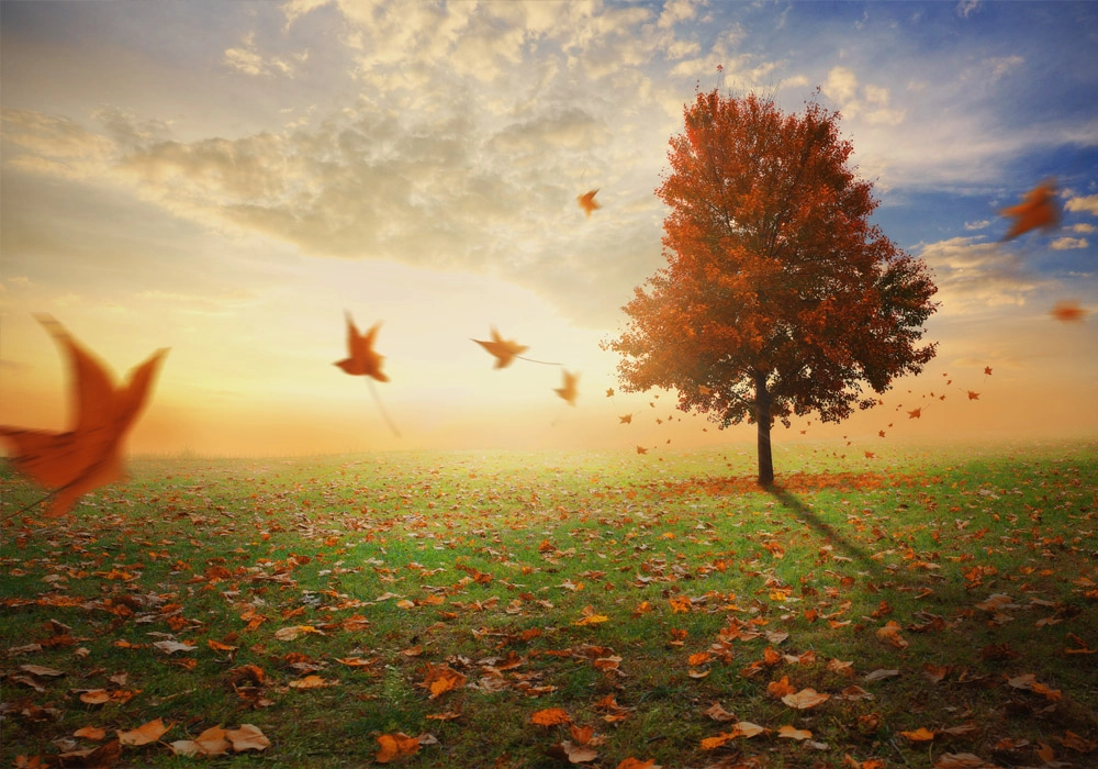Πινακας σε καμβά RED MAPLE TREE IN AUTUMN