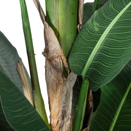 BANANA TREE 20382 - Τεχνητό Διακοσμητικό Φυτό  Μπανανιά Υ300cm - Τεχνητες Μπανανιες Sticky 2
