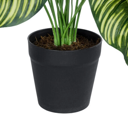 CALATHEA PLANT 20912 Διακοσμητικό Φυτό Καλαθέα Φ55 x Υ75cm - Τροπικα και Ιδιαιτερα Τεχνητα φυτα Sticky 2