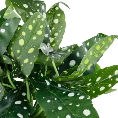 BEGONIA POLKA DOT PLANT 20959 Διακοσμητικό Φυτό Βιγόνια Φ50 x Υ22cm - Τροπικα και Ιδιαιτερα Τεχνητα φυτα Sticky 1
