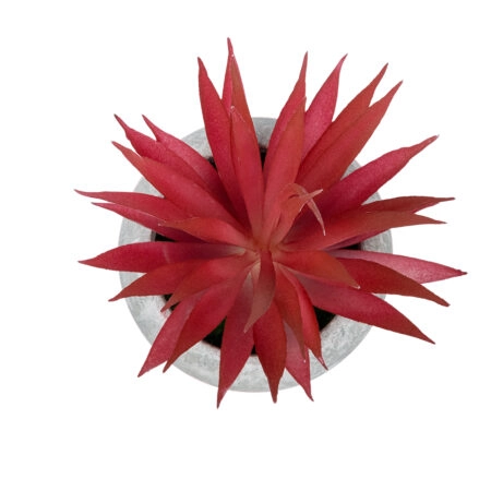 AIR PLANT TILLANDSIA ΣΕ ΓΛΑΣΤΡΑΚΙ 21035 Διακοσμητικό Φυτό Τιλάντσια Φ12 x Υ15cm - Μικρα Φυτά και Παχύφυτα Sticky 1